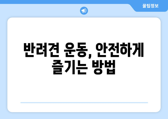 반려견의 운동량과 필요성 이해하기