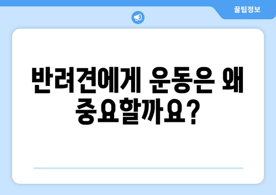 반려견의 운동량과 필요성 이해하기