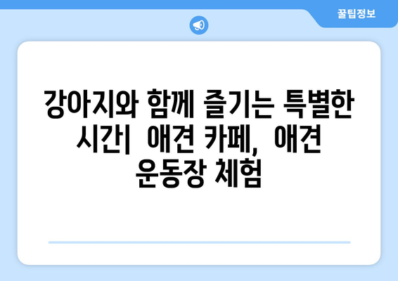 반려견과 함께할 놀이 추천