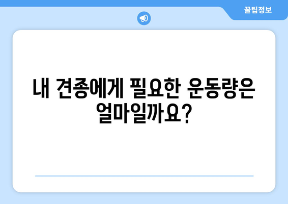 반려견의 운동량과 필요성 이해하기